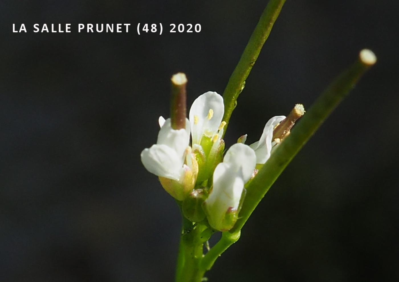 Bittercress, Hairy flower